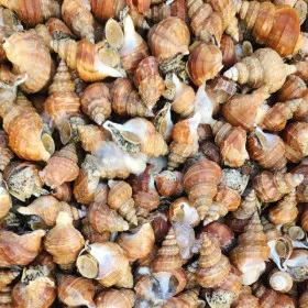 포항 당일바리 활 살고동 1kg