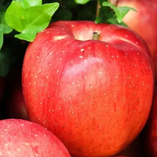 청송사과 꼬마과 2kg 13-15과