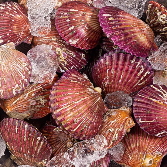 제철 홍가리비 5kg 대사이즈