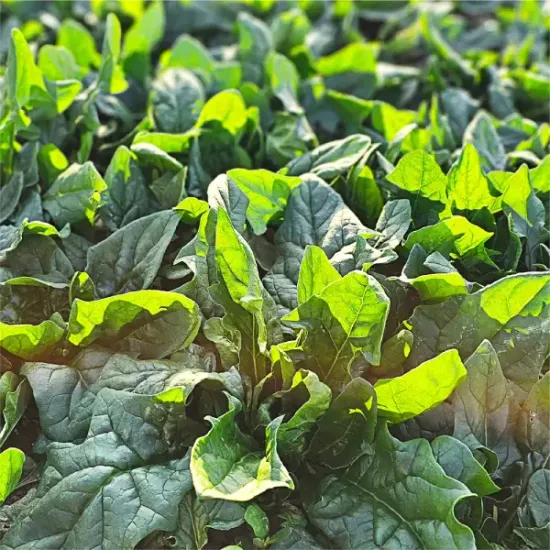 남해 보물초 시금치 2kg