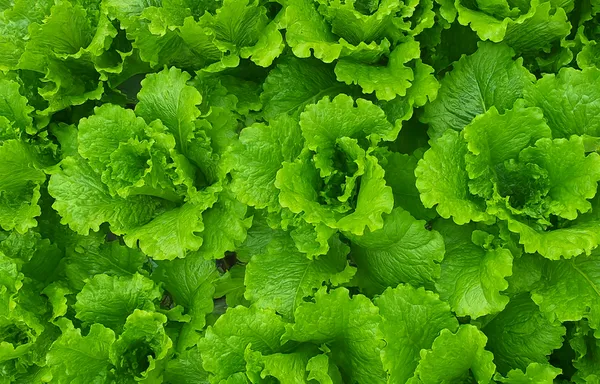 로메인 청상추 1kg