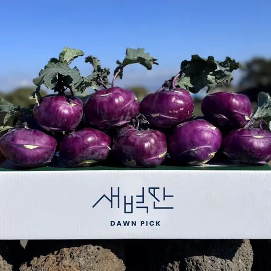 제주 콜라비 3kg