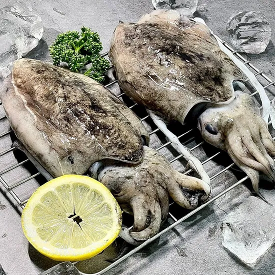 태안 당일조업 생물 갑오징어 1kg 3-6미