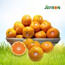 저농약 제주산 조생귤 (2s-m) 4.5kg