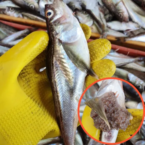 국내산 생물 알 도루묵 550g (4-6마리)