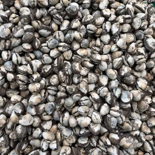 순천 새꼬막 2kg