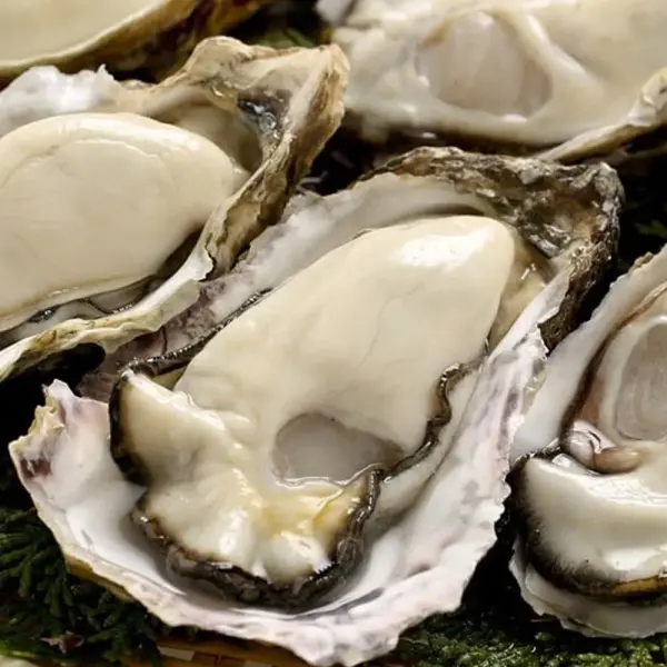 통영 깐 생굴 1kg