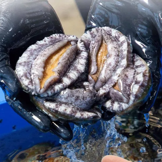 활전복 1kg 9-11미