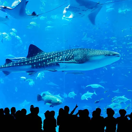 오키나와 자유여행 3일/4일