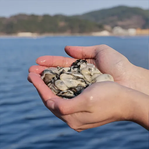 평화수산 굴 1kg