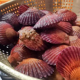 통영 세척 홍가리비 5kg