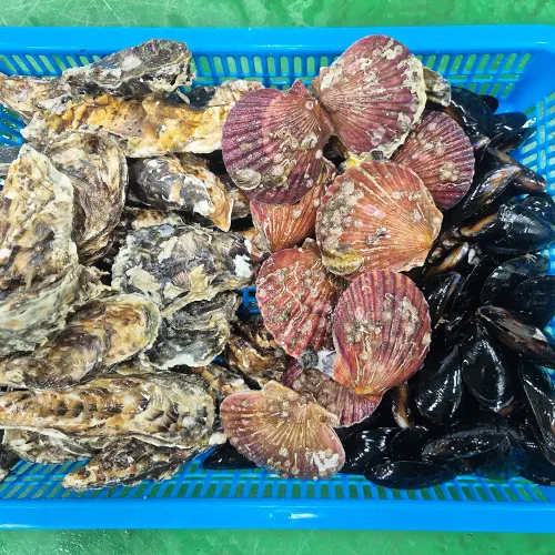 햇 석화 3kg 가리비 500g 홍합 500g