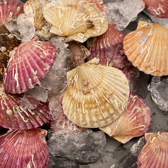 통영 홍가리비 2kg (kg당 25미 내외) (7,845원/무료)12