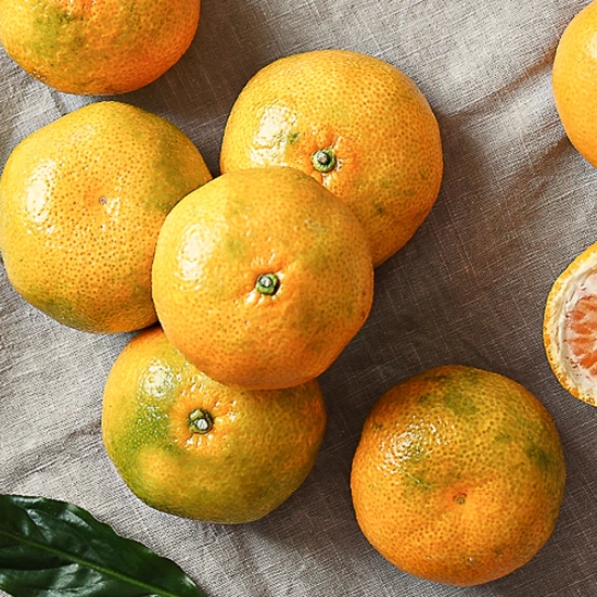 첫수확 새콤달콤 극조생 제주 노지감귤 4.5kg(로얄)(9,500원/무배)