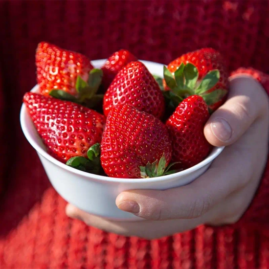 이집트 딸기 1kg / 선명하게 붉은 빛깔 (6,696원/무료)1