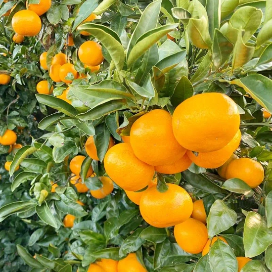 엔비 사과 2kg(4,323원) 제주 타이백감귤 2.5kg(5,871원) 제주 감귤 2.5kg(7,447원)