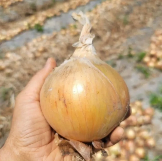 광평 24년 청정지역 무안 단단한 햇 양파 3kg(2,190원)/레드 스윗마토 1kg (500g 2팩)(6,395원)/맘스터치 시그니처 순살치킨 1kg(6,701원)/무료