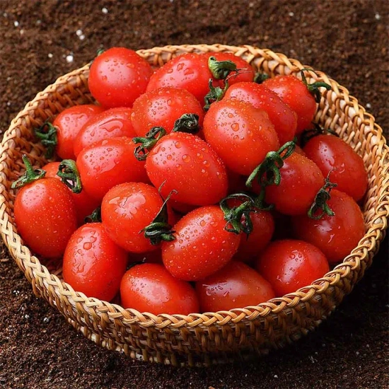 대추방울토마토 1kg(4,083원)/보성 골드키위 2kg(4,525원)/제주 감귤(5,862원)/샤인머스켓(6,213원)/ 애플망고 항공직송 2kg(24,543원)/꿀사과  2kg(8,999원)/무료