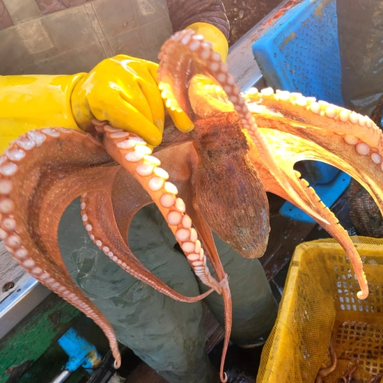 돌문어 1kg 외 SK스토아 하남쭈꾸미, 묵은지, 목우촌오리훈제(다양/무료)