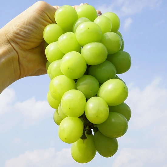 18브릭스 고당도 망고포도 특품 컴벨포도 1kg (9,990원 / 무료)