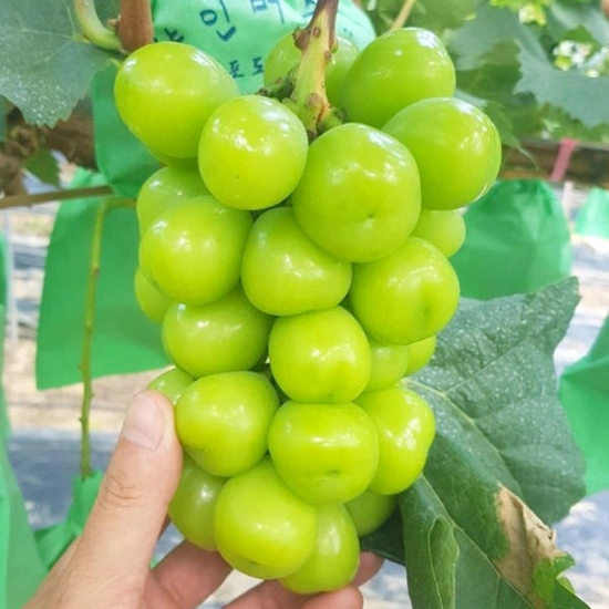 가정용 샤인머스켓 2kg (4-6수) (13,350원/무료)9