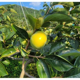 경남 창녕 태추단감 2kg 중과 (농협17,760원/무료)