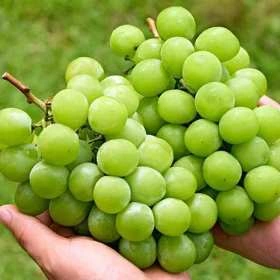 고당도 샤인머스켓 1kg+1kg(유클10,120원/3,000원)9