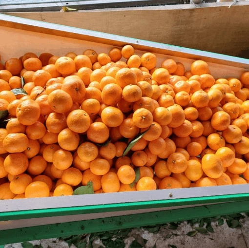 고당도 제주 효돈 감귤 3kg (10,900원/무배)4