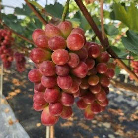 써니돌체포도 2kg (농협 26,960원/무료)7