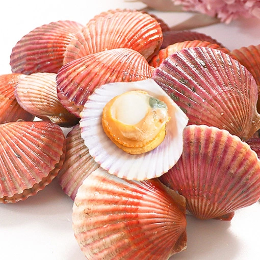 통영 세척 홍가리비 2kg (16,050원/무배)12