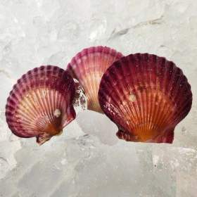 통영산 특품 당일 조업된 홍가리비 20미 내외 1kg (3,600원/유배)7