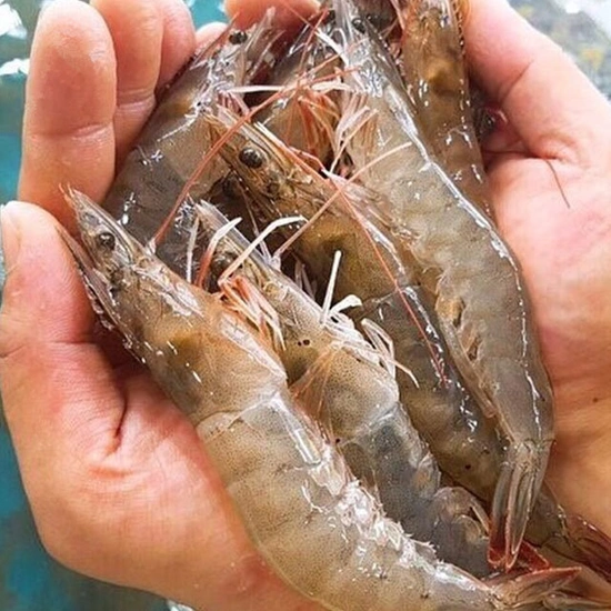 태안 당일조업 활 생새우 1kg 25미 내외(토스20,630원/무배)1