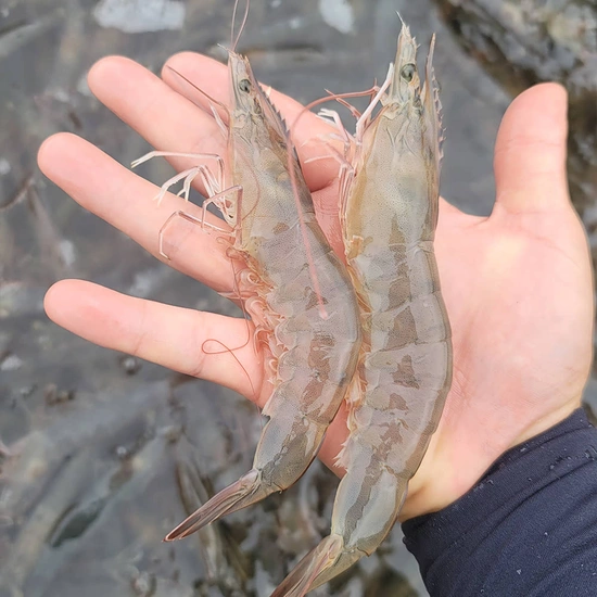 ] 국산 흰다리 활새우 1kg (11,130원 / 무배)31