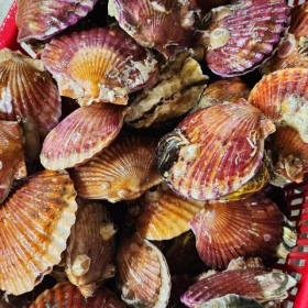 통영산 특품 홍가리비 20미 내외 1kg 3,600원 / 4,000원)5