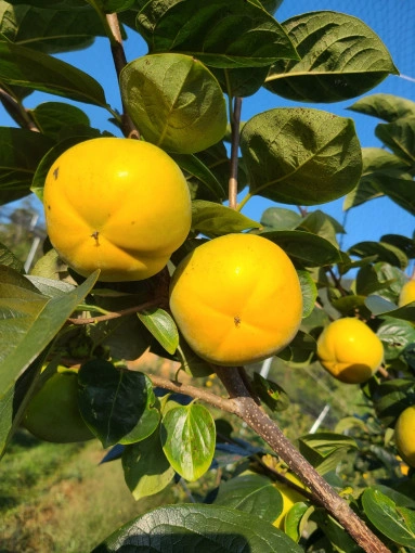 태추단감 5kg (43000원/무료배송) 딱 이번달만 먹을수 있는 단감계의 샤인머스켓 태추단감입니다