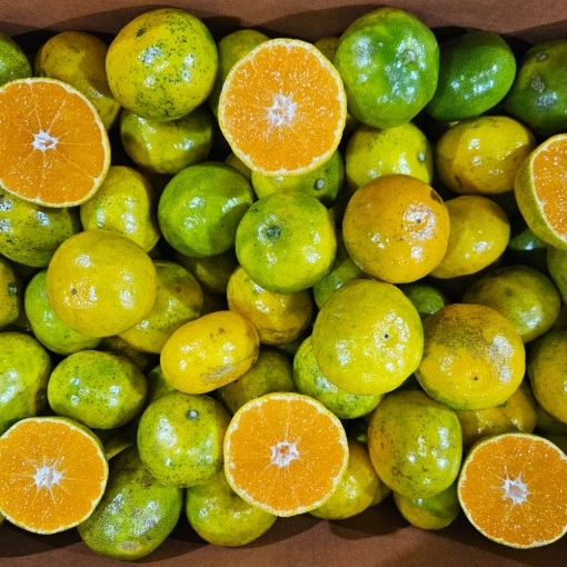 저농약 햇조생감귤 로얄과9kg (쿠폰가13,650원/무배)11