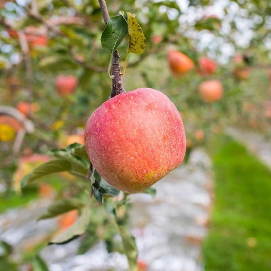 경북 햇 부사사과 가정용 2kg (7,650원/무료)1
