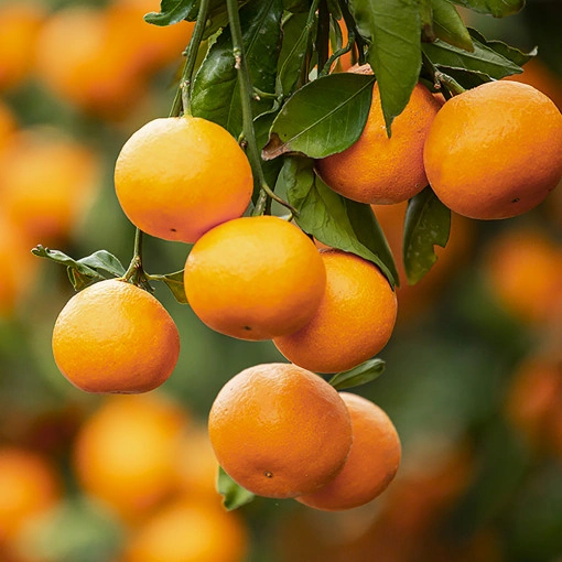 제주 감귤 5kg (8,900원/무료)7