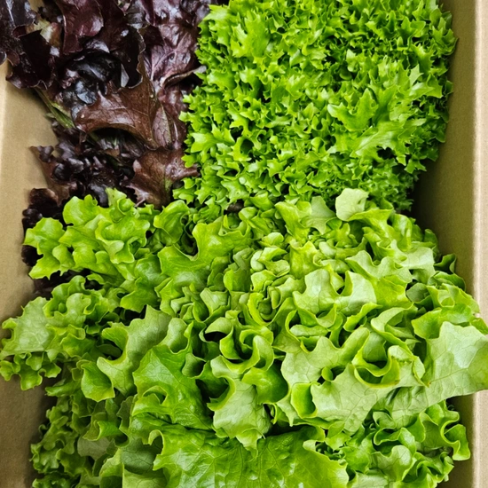 ] 친환경 유러피안 샐러드 1kg (8,600원/무료)52