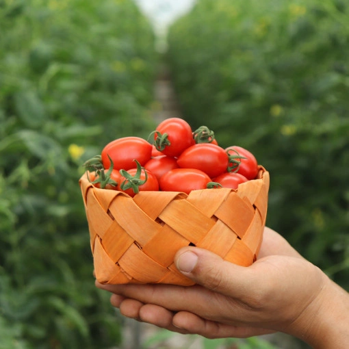 대추방울토마토 로얄과 2kg 근래 가장 싼듯 (15,900원 / 무배)2