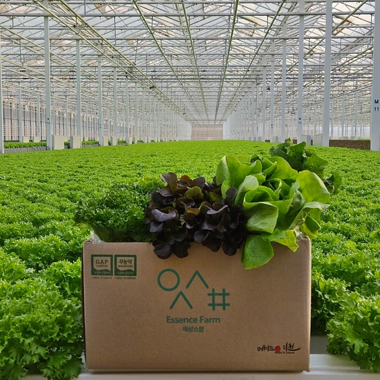 ] 유러피안 샐러드야채 모듬쌈 1kg (토스 7,880원/무료)21