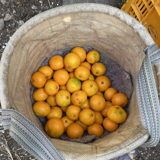 제주 서귀포 첫수확 12brix 당도선별 조생 노지 감귤 5kg (8,900원/무배)