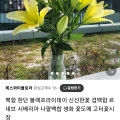 백합 한단 (9,900원/무료)10