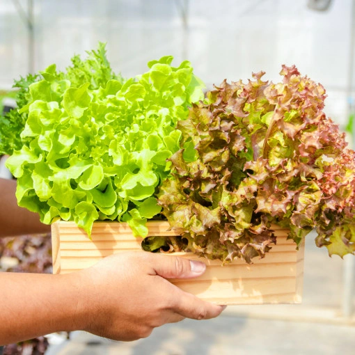 야채샐러드 1kg (8,900원/무료) 멤버십 7,810원10