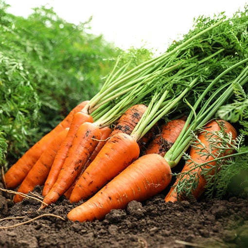 ] 제주 구좌당근 3kg (멤버십 10,510원/무료)20