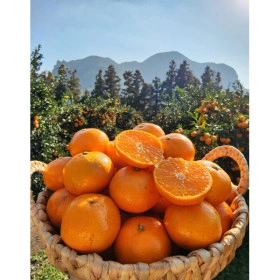 제주고당도 타이벡 감귤 9kg (U클가 8,910원/무배)5