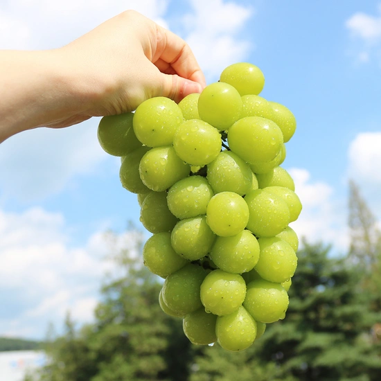 영동 샤인머스켓 2kg 2-4송이(6,900원/무료)15