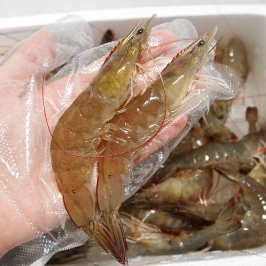 국산 급냉 흰다리새우 1kg 30~35미내외 (13,370원/무배)4