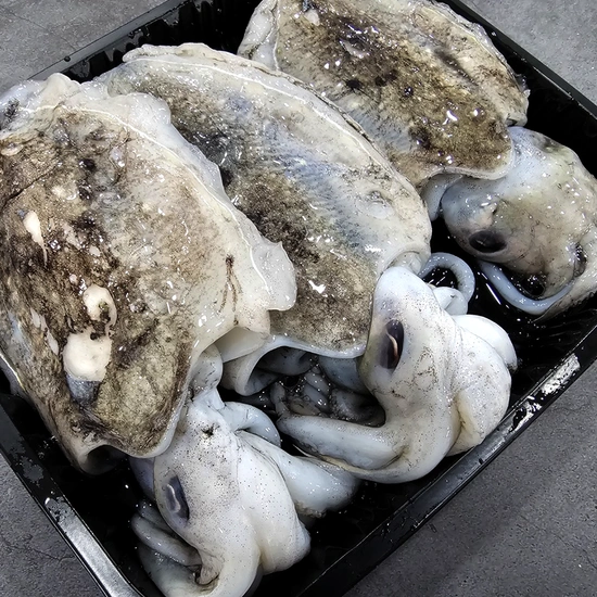 제철 생물 갑오징어 1kg 3-5미 (10,830원/4,000원)10