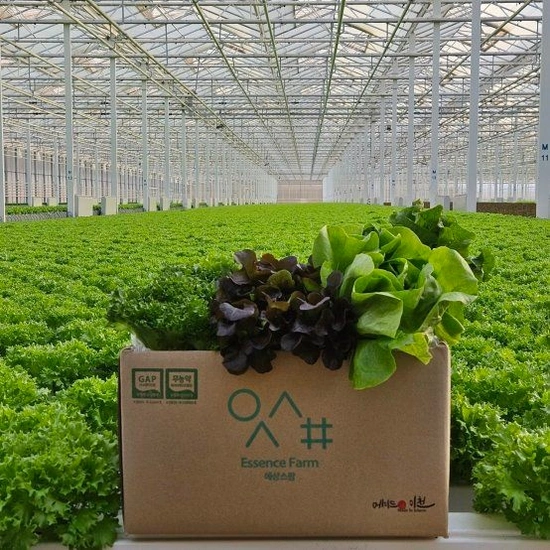 앱전용 유러피안 샐러드 야채 1kg  토스.카카오결제할인(8,820원/무배)4